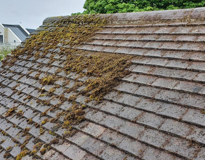 roof moss on wood shingles